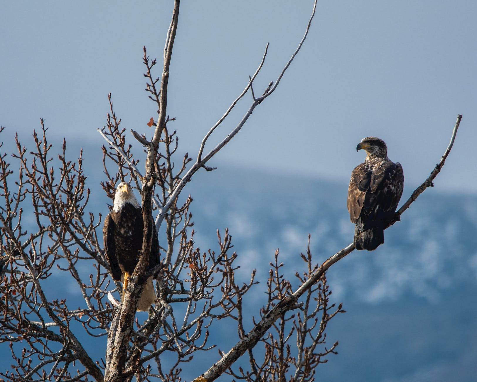 photo of eagles perched on tree branches