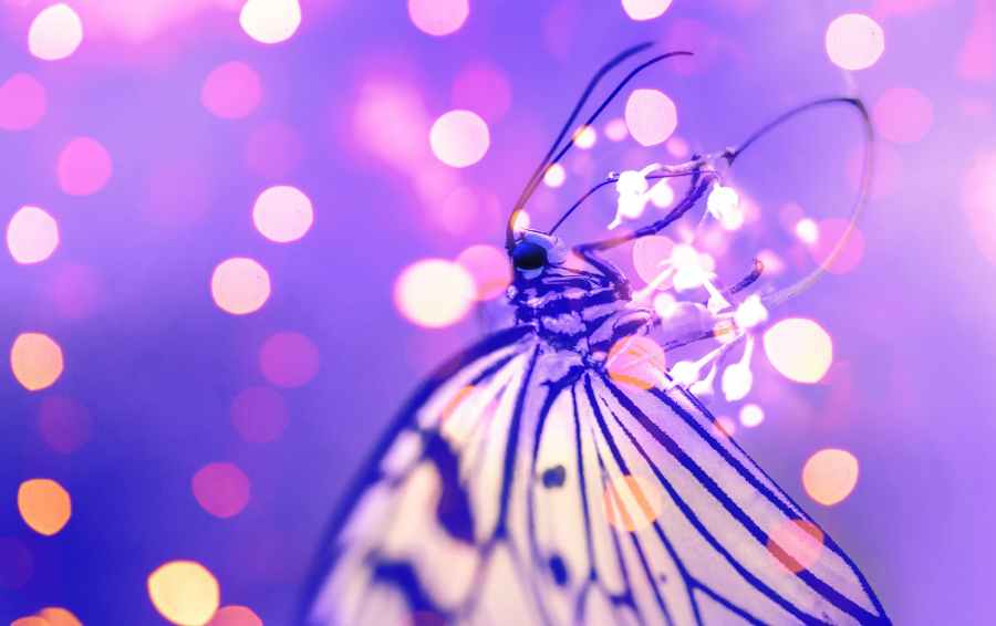 macro photography of butterfly near lights