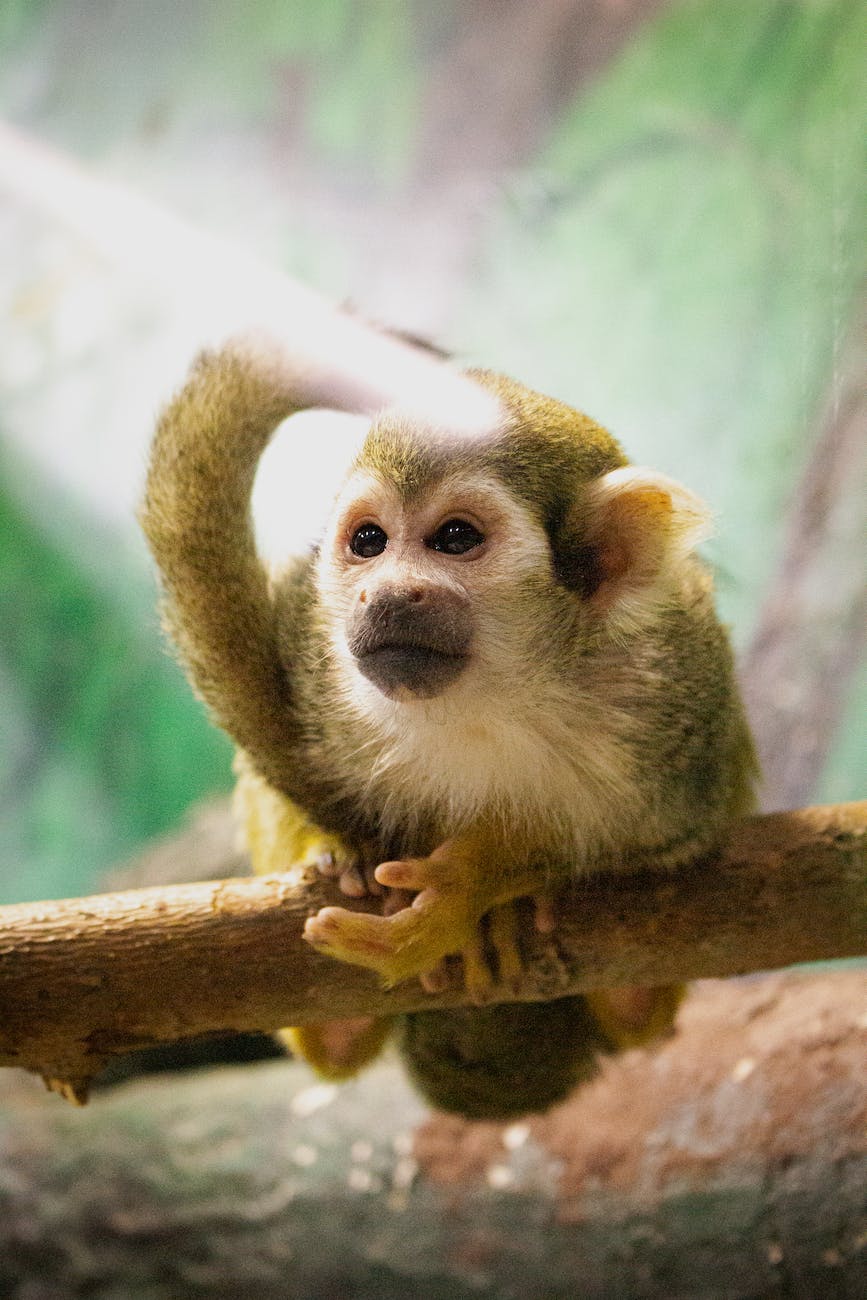 close up of small monkey
