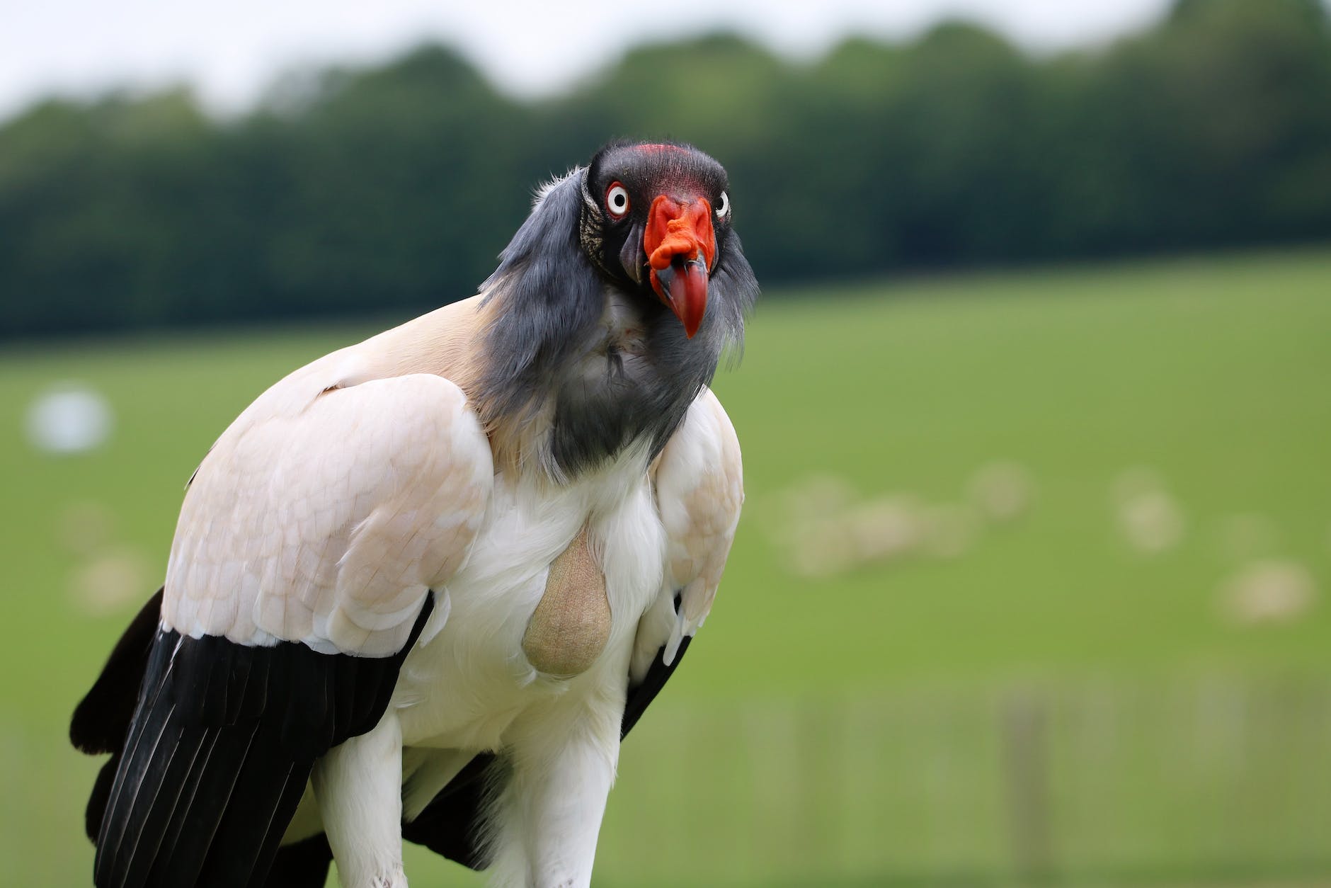 white black and orange bird selective focus photography
