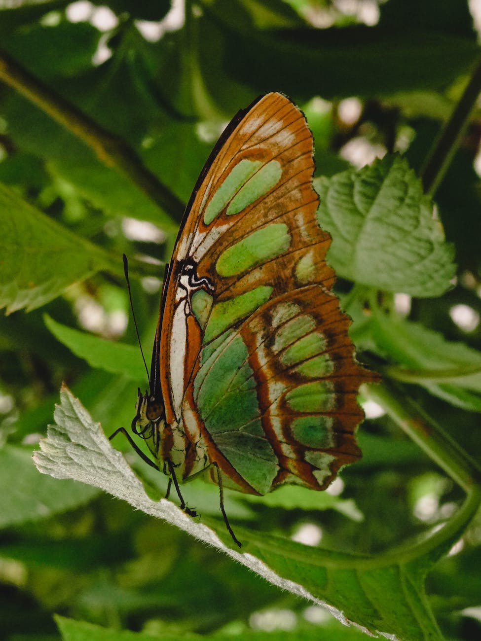 mariposa verde en su habitat natural